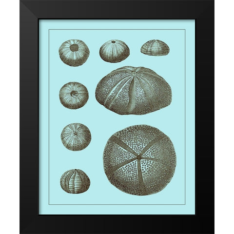 Tinted Shells on Aqua II Black Modern Wood Framed Art Print by Vision Studio