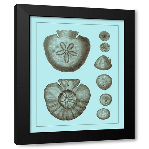 Tinted Shells on Aqua III Black Modern Wood Framed Art Print with Double Matting by Vision Studio