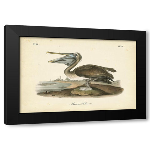 Audubons Brown Pelican Black Modern Wood Framed Art Print with Double Matting by Audubon, John James