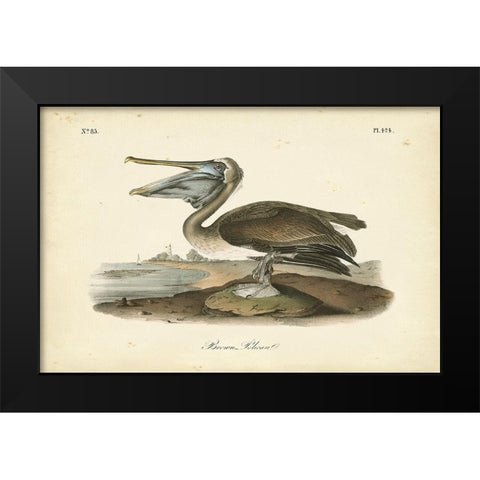 Audubons Brown Pelican Black Modern Wood Framed Art Print by Audubon, John James