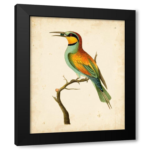 Nodder Tropical Bird I Black Modern Wood Framed Art Print with Double Matting by Nodder, Frederick P.