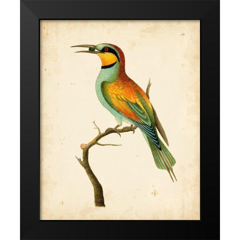 Nodder Tropical Bird I Black Modern Wood Framed Art Print by Nodder, Frederick P.