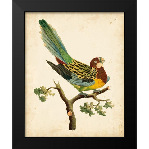 Nodder Tropical Bird II Black Modern Wood Framed Art Print by Nodder, Frederick P.