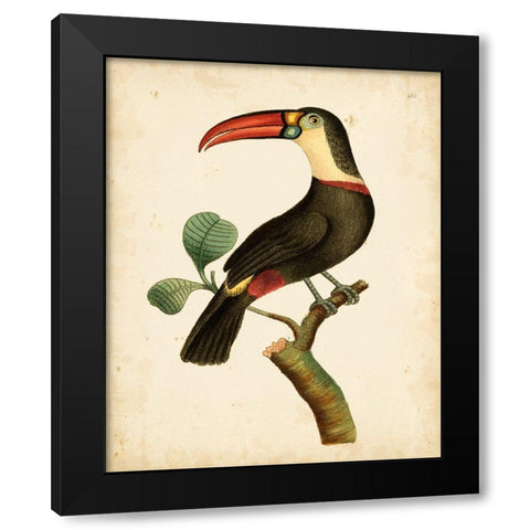 Nodder Tropical Bird III Black Modern Wood Framed Art Print by Nodder, Frederick P.