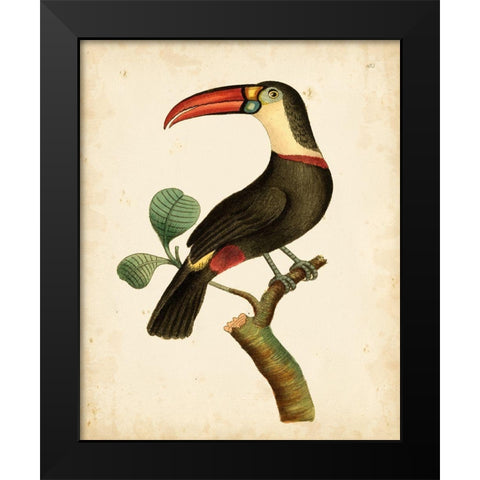 Nodder Tropical Bird III Black Modern Wood Framed Art Print by Nodder, Frederick P.