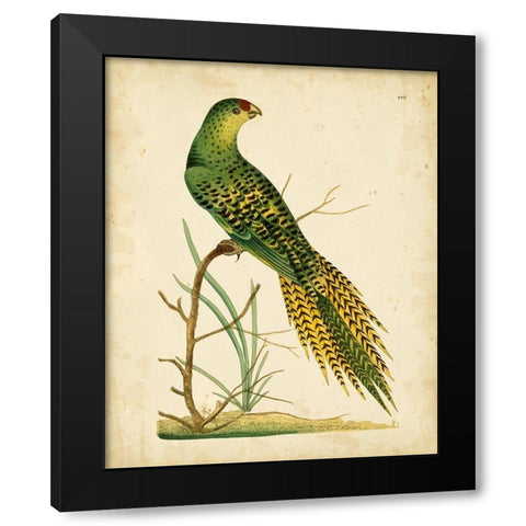 Nodder Tropical Bird IV Black Modern Wood Framed Art Print with Double Matting by Nodder, Frederick P.