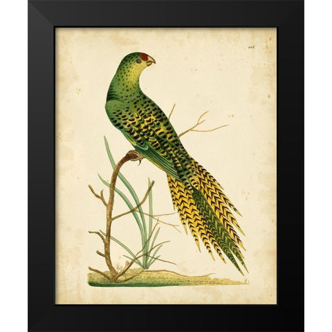 Nodder Tropical Bird IV Black Modern Wood Framed Art Print by Nodder, Frederick P.