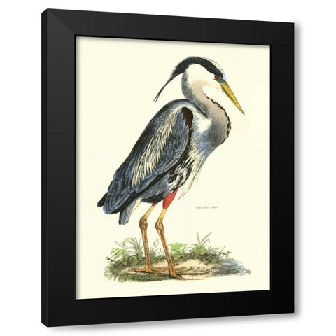 Great Blue Heron Black Modern Wood Framed Art Print with Double Matting by Selby, John