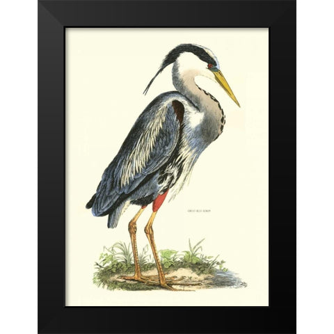 Great Blue Heron Black Modern Wood Framed Art Print by Selby, John