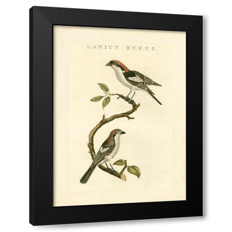 Nozeman Birds I Black Modern Wood Framed Art Print with Double Matting by Nozeman