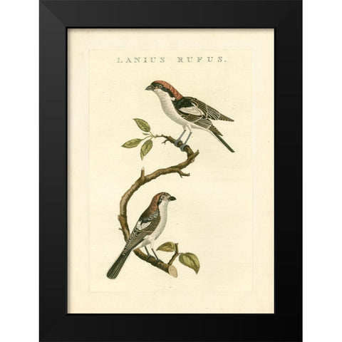 Nozeman Birds I Black Modern Wood Framed Art Print by Nozeman