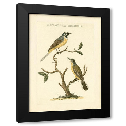 Nozeman Birds III Black Modern Wood Framed Art Print with Double Matting by Nozeman