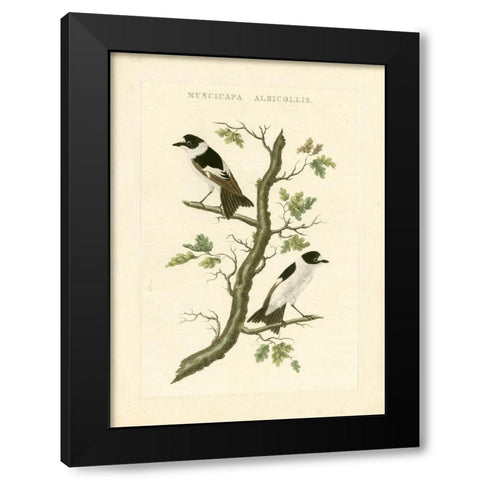 Nozeman Birds IV Black Modern Wood Framed Art Print with Double Matting by Nozeman
