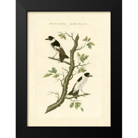 Nozeman Birds IV Black Modern Wood Framed Art Print by Nozeman