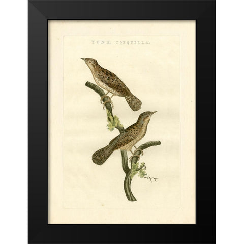 Nozeman Birds V Black Modern Wood Framed Art Print by Nozeman