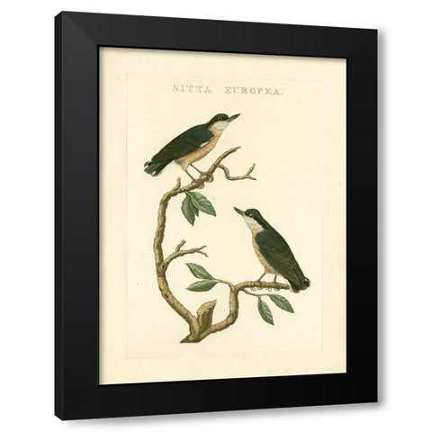 Nozeman Birds VI Black Modern Wood Framed Art Print by Nozeman