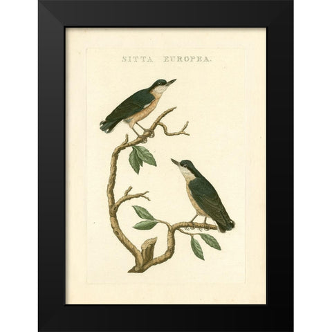 Nozeman Birds VI Black Modern Wood Framed Art Print by Nozeman