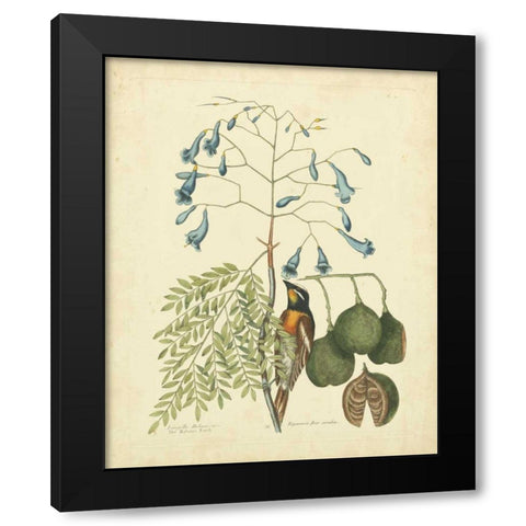 Catesby Bird and Botanical II Black Modern Wood Framed Art Print with Double Matting by Catesby, Mark