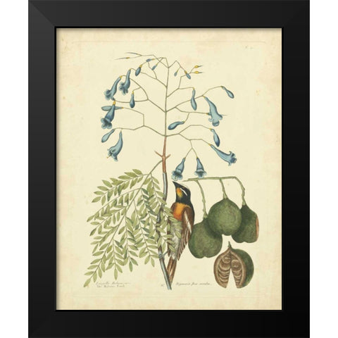 Catesby Bird and Botanical II Black Modern Wood Framed Art Print by Catesby, Mark