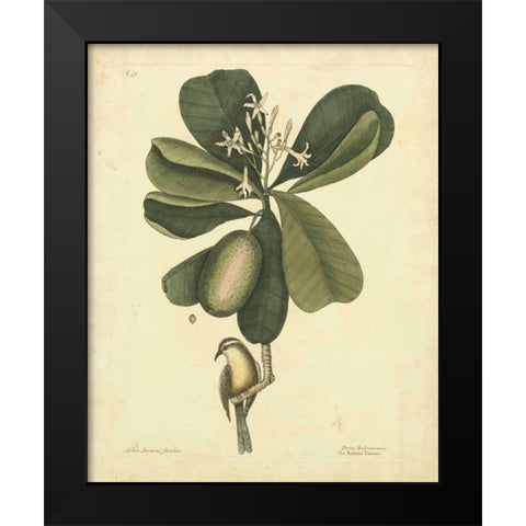 Catesby Bird and Botanical III Black Modern Wood Framed Art Print by Catesby, Mark