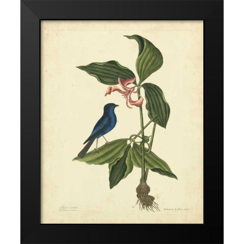 Catesby Bird and Botanical IV Black Modern Wood Framed Art Print by Catesby, Mark