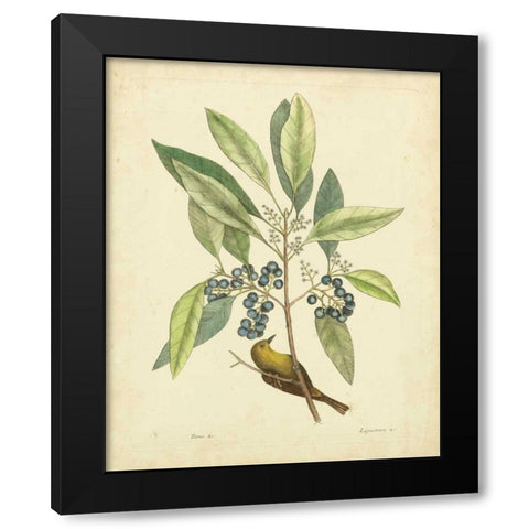 Catesby Bird and Botanical V Black Modern Wood Framed Art Print by Catesby, Mark