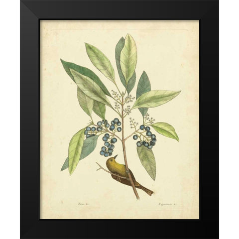 Catesby Bird and Botanical V Black Modern Wood Framed Art Print by Catesby, Mark