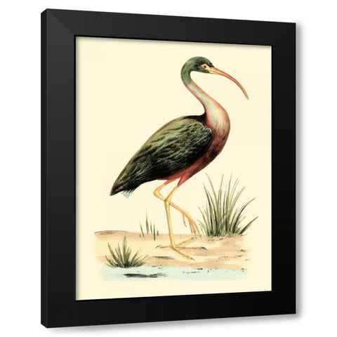 Water Birds I Black Modern Wood Framed Art Print by Meyer, H.L.