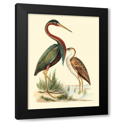 Water Birds III Black Modern Wood Framed Art Print by Meyer, H.L.