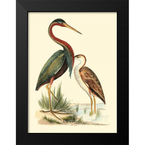 Water Birds III Black Modern Wood Framed Art Print by Meyer, H.L.