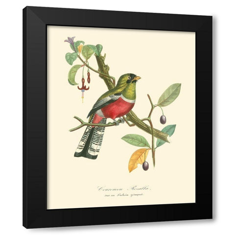 Nature Jardin I Black Modern Wood Framed Art Print with Double Matting by Curmer, L.