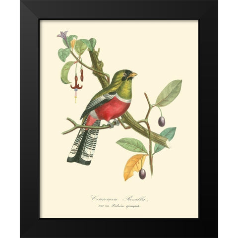 Nature Jardin I Black Modern Wood Framed Art Print by Curmer, L.