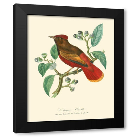 Nature Jardin II Black Modern Wood Framed Art Print by Curmer, L.