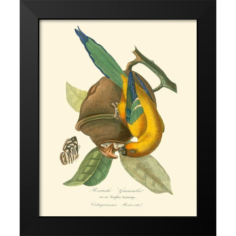 Nature Jardin IV Black Modern Wood Framed Art Print by Curmer, L.