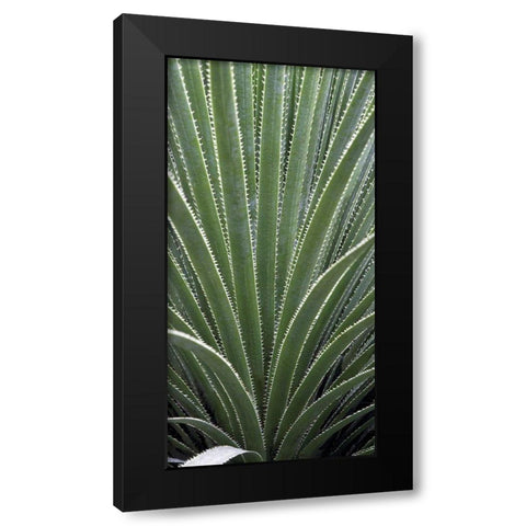 Cactus Celery Black Modern Wood Framed Art Print with Double Matting by Perry, Rachel