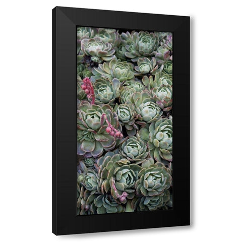 Ice Plant Clovers Black Modern Wood Framed Art Print by Perry, Rachel