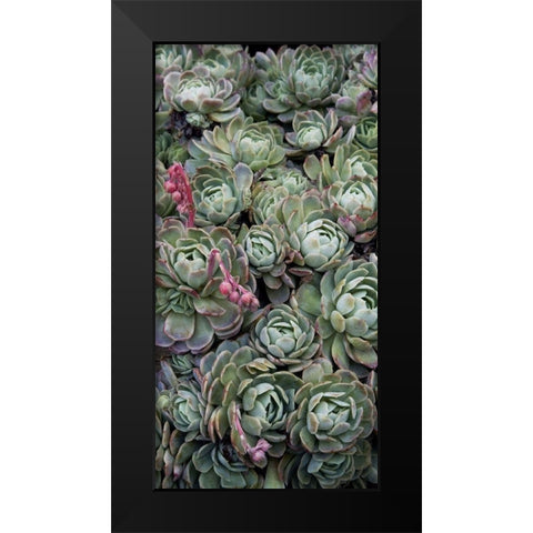 Ice Plant Clovers Black Modern Wood Framed Art Print by Perry, Rachel