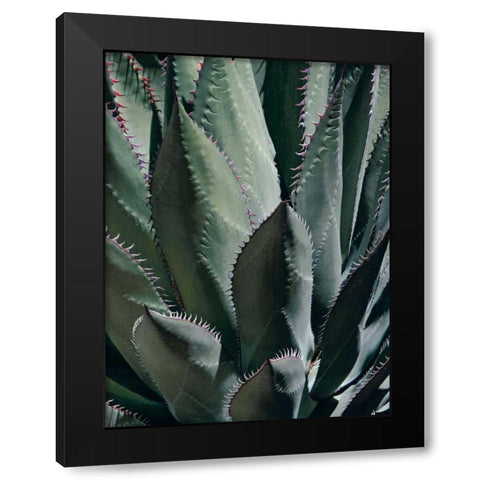 Agave II Black Modern Wood Framed Art Print by Perry, Rachel
