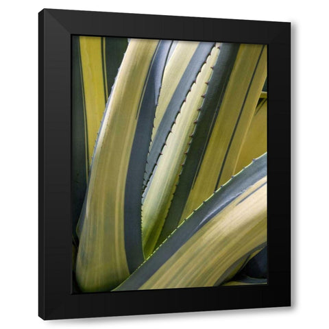 Variegated Agave II Black Modern Wood Framed Art Print with Double Matting by Perry, Rachel