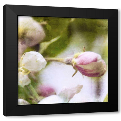 Apple Blossom I Black Modern Wood Framed Art Print with Double Matting by Open Journey