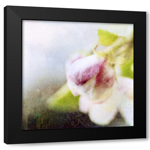 Apple Blossom II Black Modern Wood Framed Art Print by Open Journey