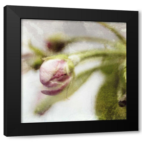 Apple Blossom III Black Modern Wood Framed Art Print by Open Journey