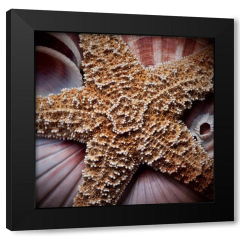 Macro Shells I Black Modern Wood Framed Art Print by Perry, Rachel