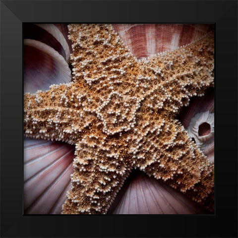 Macro Shells I Black Modern Wood Framed Art Print by Perry, Rachel