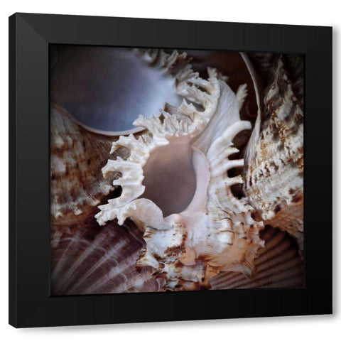 Macro Shells II Black Modern Wood Framed Art Print with Double Matting by Perry, Rachel