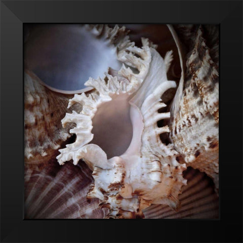 Macro Shells II Black Modern Wood Framed Art Print by Perry, Rachel