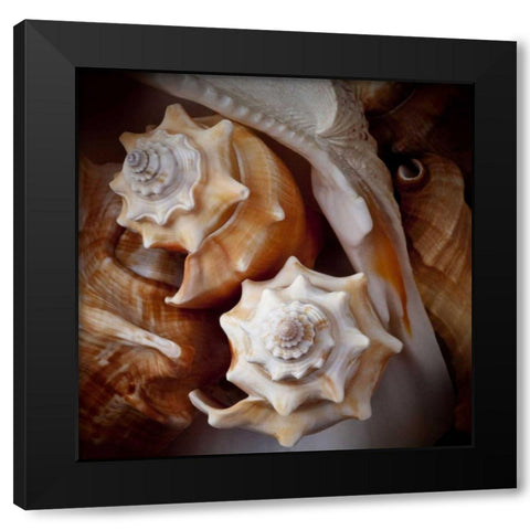 Macro Shells III Black Modern Wood Framed Art Print with Double Matting by Perry, Rachel
