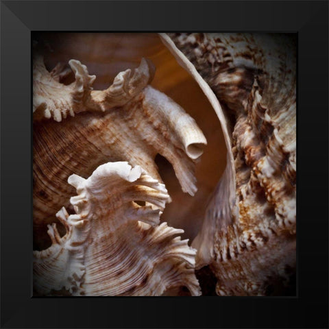 Macro Shells IV Black Modern Wood Framed Art Print by Perry, Rachel