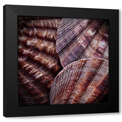Macro Shells V Black Modern Wood Framed Art Print with Double Matting by Perry, Rachel