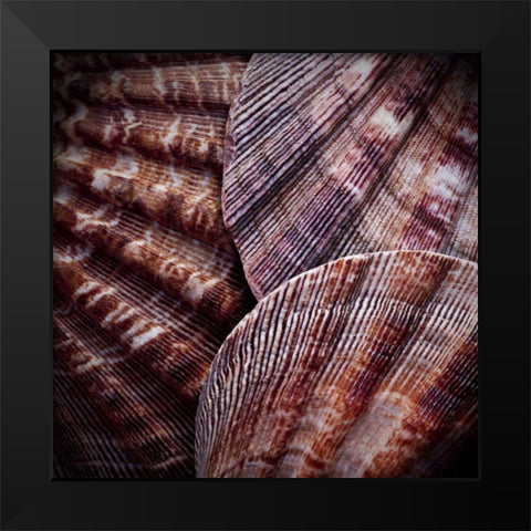 Macro Shells V Black Modern Wood Framed Art Print by Perry, Rachel